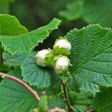 Lješnjaci i lješnjaci (lješnjaci): koristi i štete